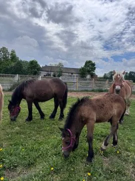 Posiadam zdrowe . piękne  konie do sprzedaży- likwidacja stada, , Sochaczew