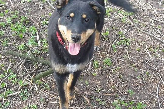 Hana, oaza spokoju, przyjazna do dzieci i psów młodziutka sunia adopcja