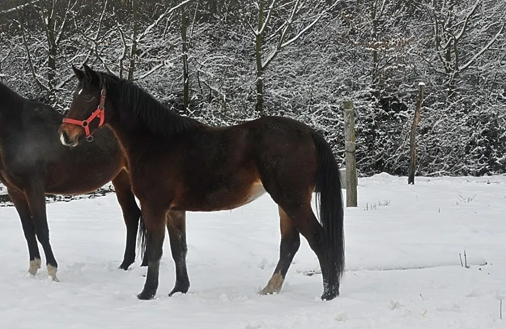 młoda klaczka sp, , Nowy