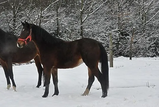 młoda klaczka sp, , Nowy