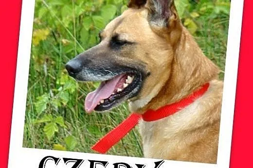 CZERY-duży,przyjazny,kontaktowy pies ,źle znosi sc