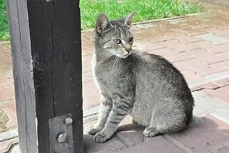 Ok.roczna kotka MOKRA szuka domu! (również domu ty