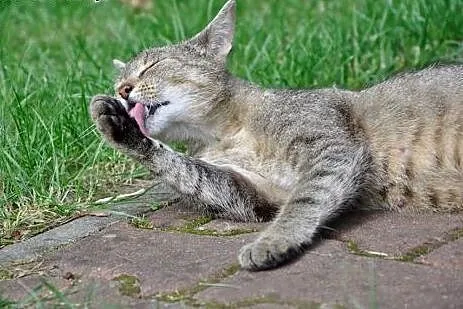 Ok.roczna kotka MOKRA szuka domu! (również domu ty