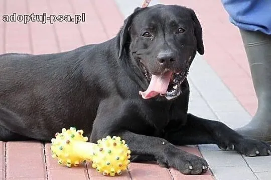 DUET - czarny labrador do adopcji