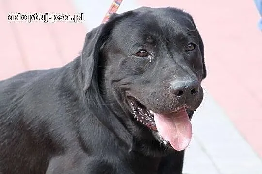 DUET - czarny labrador do adopcji