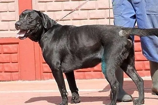 DUET - czarny labrador do adopcji