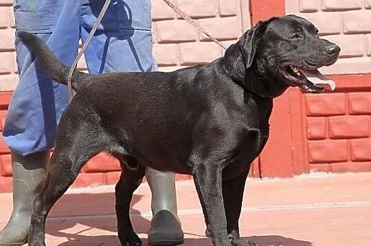 DUET - czarny labrador do adopcji