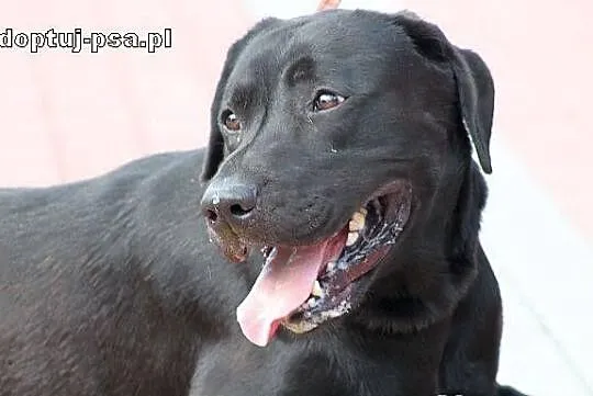 DUET - czarny labrador do adopcji