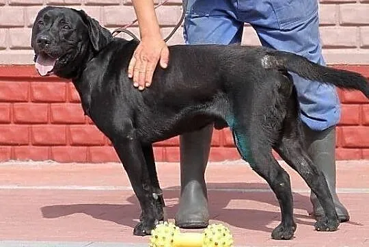 DUET - czarny labrador do adopcji
