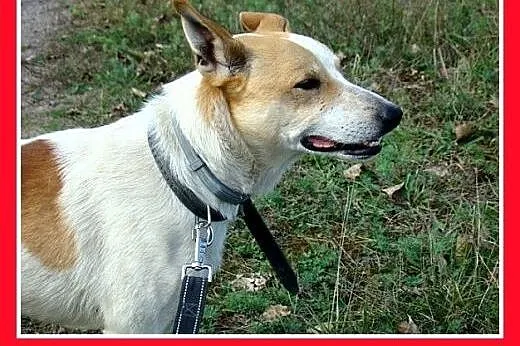 Dzieciolubny,rodzinny,łagodny,wesoły,grzeczny pies