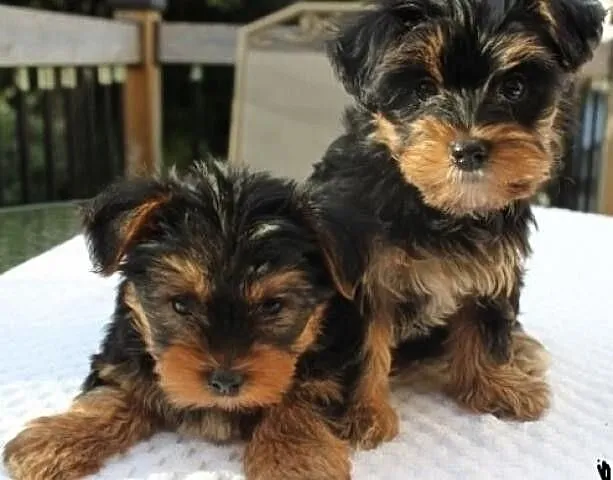GRATIS szczeniaki yorkie na Adopcja_