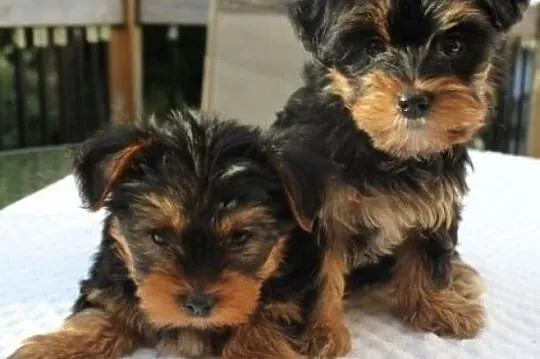 GRATIS szczeniaki yorkie na Adopcja_