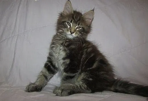 MAINE COON - kocurki i koteczki FPL/FIFE, podkarp