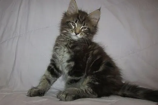 MAINE COON - kocurki i koteczki FPL/FIFE, podkarpackie Przemyśl