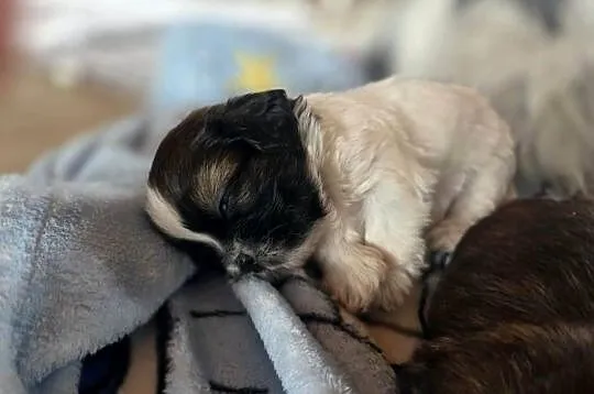 Sprzedam psa Shih tzu