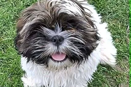 Sprzedam psa Shih tzu, Świętokrzyskie, Nosów-Kolonie