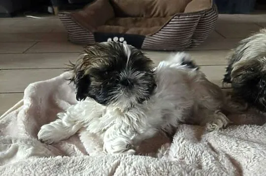 Sprzedam psa Shih tzu, Świętokrzyskie, Nosów-Kolonie