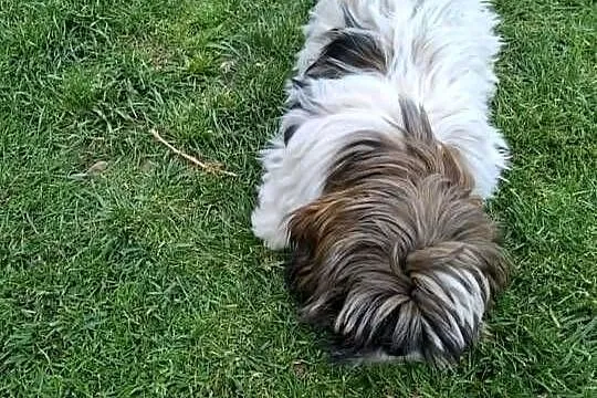 Sprzedam psa Shih tzu, Świętokrzyskie, Nosów-Kolonie