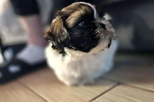 Sprzedam psa Shih tzu, Świętokrzyskie, Nosów-Kolonie