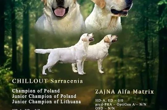 Szczeniaki Labrador retriever ZKwP