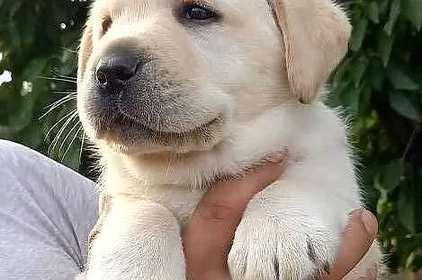 Szczeniaki Labrador retriever ZKwP, Świętokrzyskie, Daleszyce