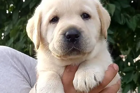 Szczeniaki Labrador retriever ZKwP, Świętokrzyskie, Daleszyce