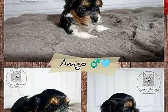 Amigo - Biewer Yorkshire Terrier - ZHPR UCI - 4 pokoleniowy rodowód