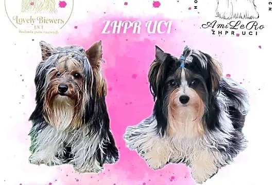 Amigo - Biewer Yorkshire Terrier - ZHPR UCI - 4 pokoleniowy rodowód, Podlaskie, Bielsk Podlaski