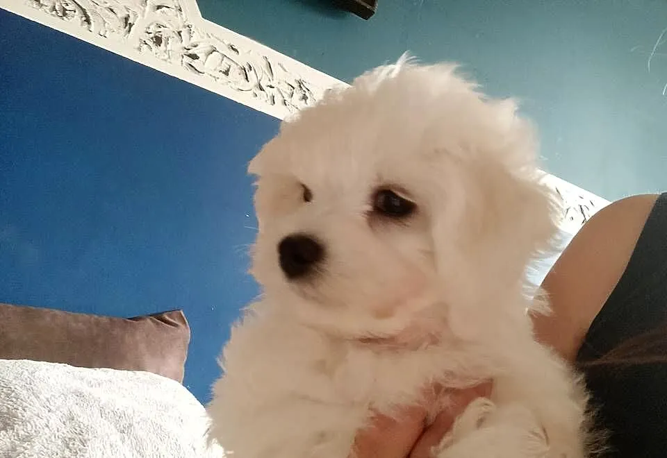 Bichon frise szczeniaczki, Zachodniopomorskie, Koszalin