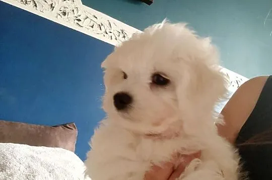 Bichon frise szczeniaczki, Zachodniopomorskie, Koszalin