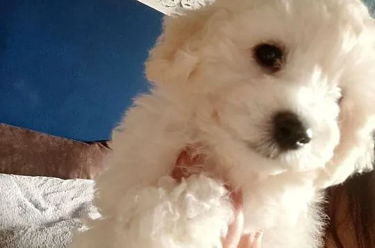 Bichon frise szczeniaczki, Zachodniopomorskie, Koszalin