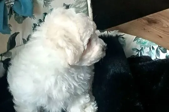 Bichon frise szczeniaczki, Zachodniopomorskie, Koszalin