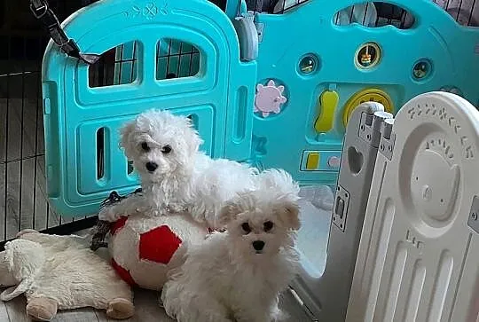 Bichon frise szczeniaczki, Zachodniopomorskie, Koszalin