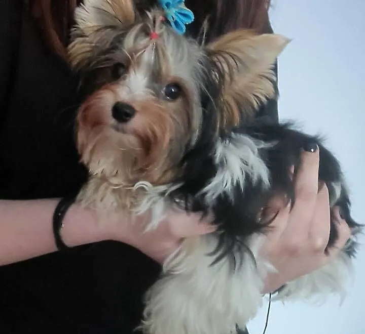 Yorkshire terrier, Śląskie, Czeladź