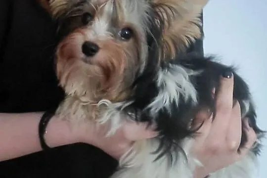 Yorkshire terrier, Śląskie, Czeladź