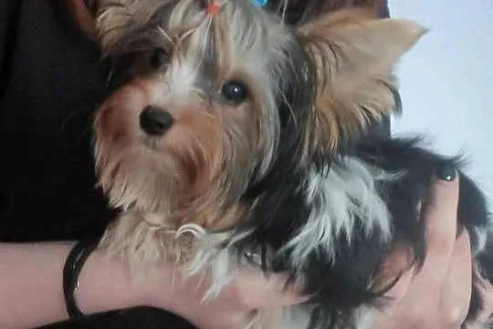 Yorkshire terrier, Śląskie, Czeladź