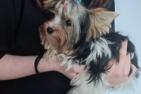 Yorkshire terrier, Śląskie, Czeladź