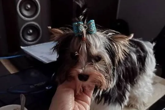Yorkshire terrier, Śląskie, Czeladź
