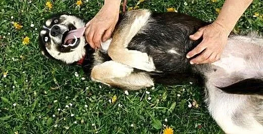 Bursztyn i blekit níeba...tego pieska kochac trzeb
