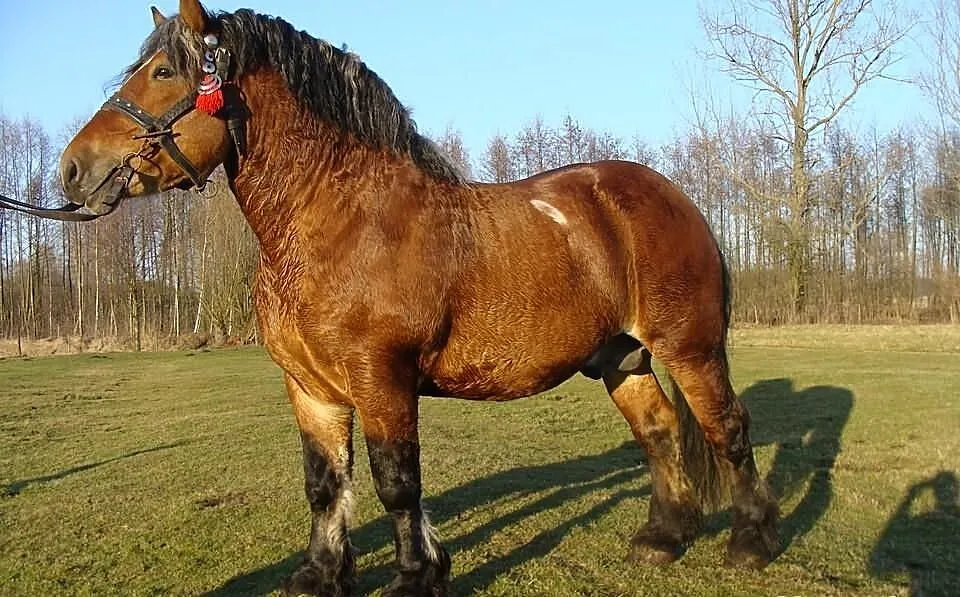 Stanówka Ogier zimnokrwisty WEZYR 3 letni