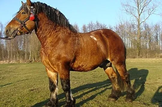 Stanówka Ogier zimnokrwisty WEZYR 3 letni