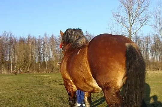 Stanówka Ogier zimnokrwisty WEZYR 3 letni