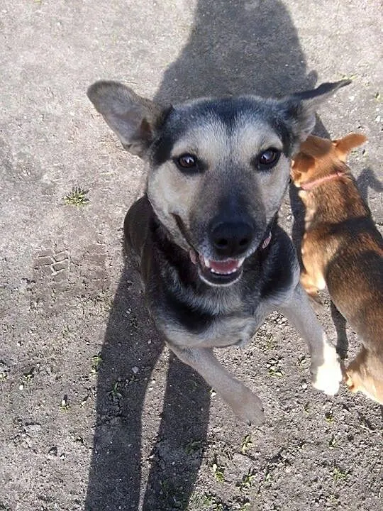 Pokochaj mnie a pójdę za Tobą w ogień