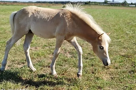 Stanówka Ogiera M-HIDALGO