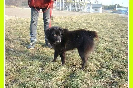 Szpic mix,psiak CZIKO 10 kg,spokojny, przyjacielsk