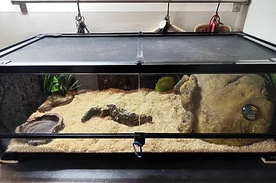 Pyton z terrarium