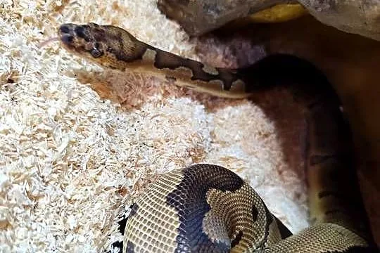 Pyton z terrarium, Mazowieckie, Pruszków