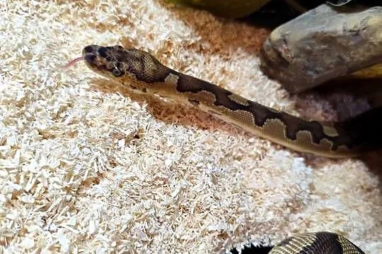 Pyton z terrarium, Mazowieckie, Pruszków