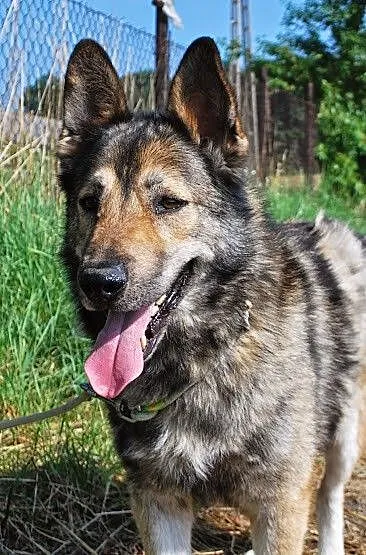 Wolfik Pies Bez Wad Szuka Domu