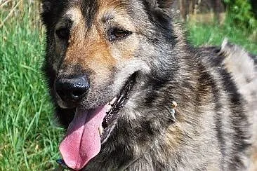 Wolfik Pies Bez Wad Szuka Domu